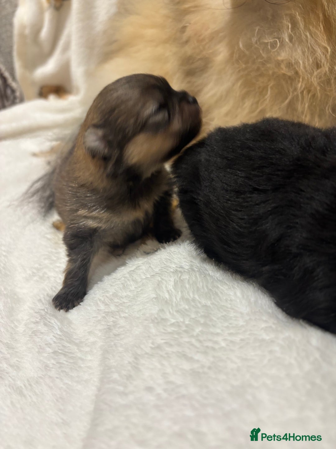 Pomeranian dogs for sale: Pure breed Pomeranians - Advert 5