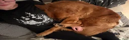 Golden Shepherd dogs for sale: Golden Shepherd - Advert 8