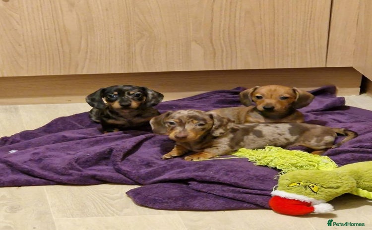 Miniature Dachshund dogs - Advert 15