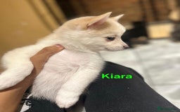 Pomsky dogs for sale: Ready now -Stunning F4 Pomskies, 6kg as adults  - Image 35