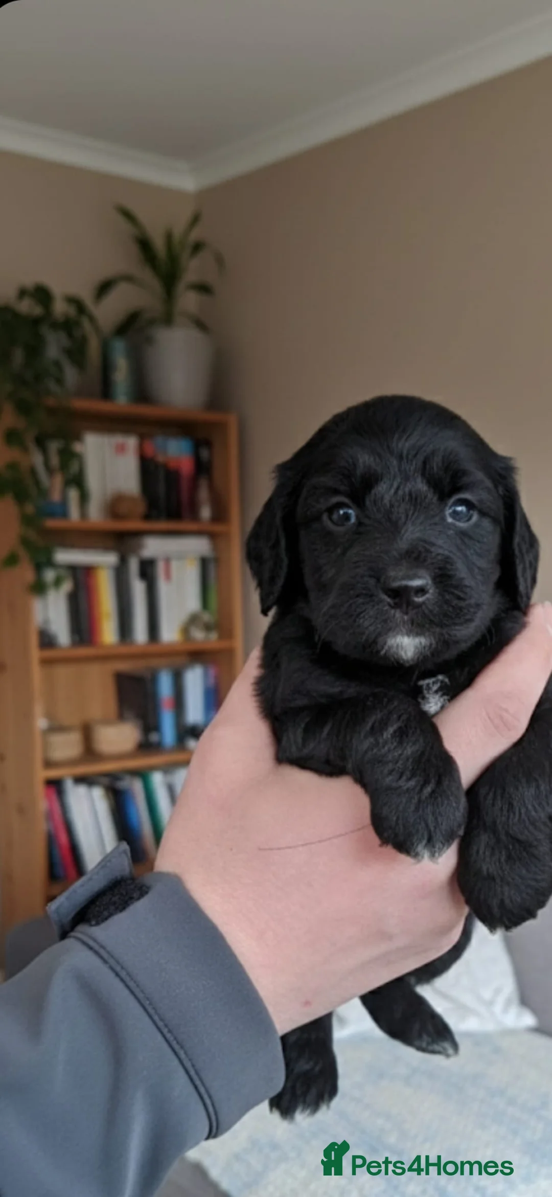 Cockapoo dogs for sale: 7 stunning cockapoo puppies in Slough - Advert 5