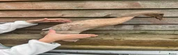 Ducks poultry for sale: 5 female ducks  in Petersfield - Advert 8