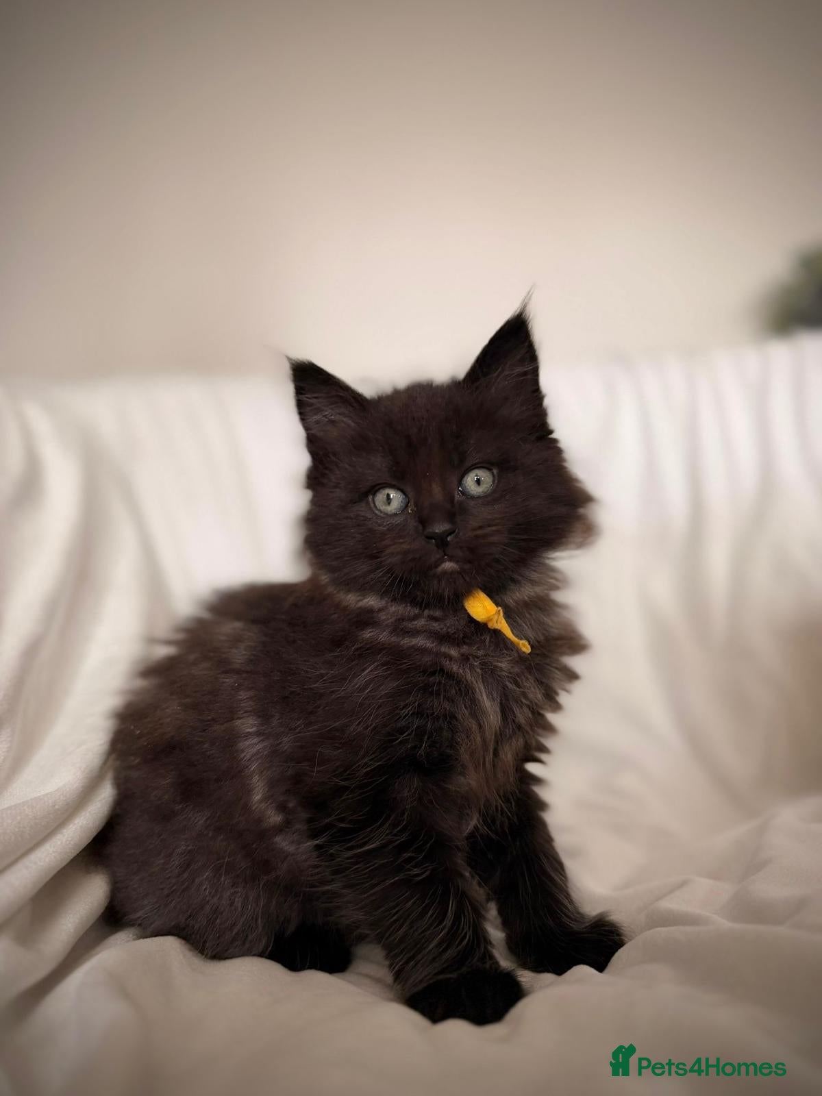 Ragcoon cats READY NOW Black Smoke Ragcoon Kittens - Advert 8