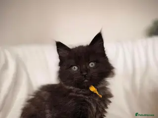 Ragcoon cats READY NOW Black Smoke Ragcoon Kittens - Advert 8