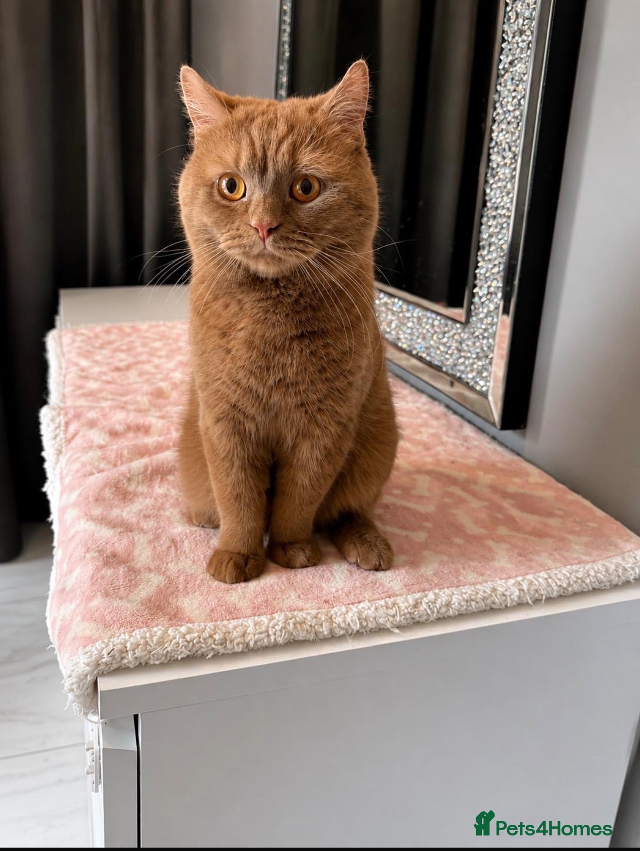 British Shorthair cats Active 🐾 Cinnamon BSH Kittens – 2 Girls & 1 Boy  - Advert 2