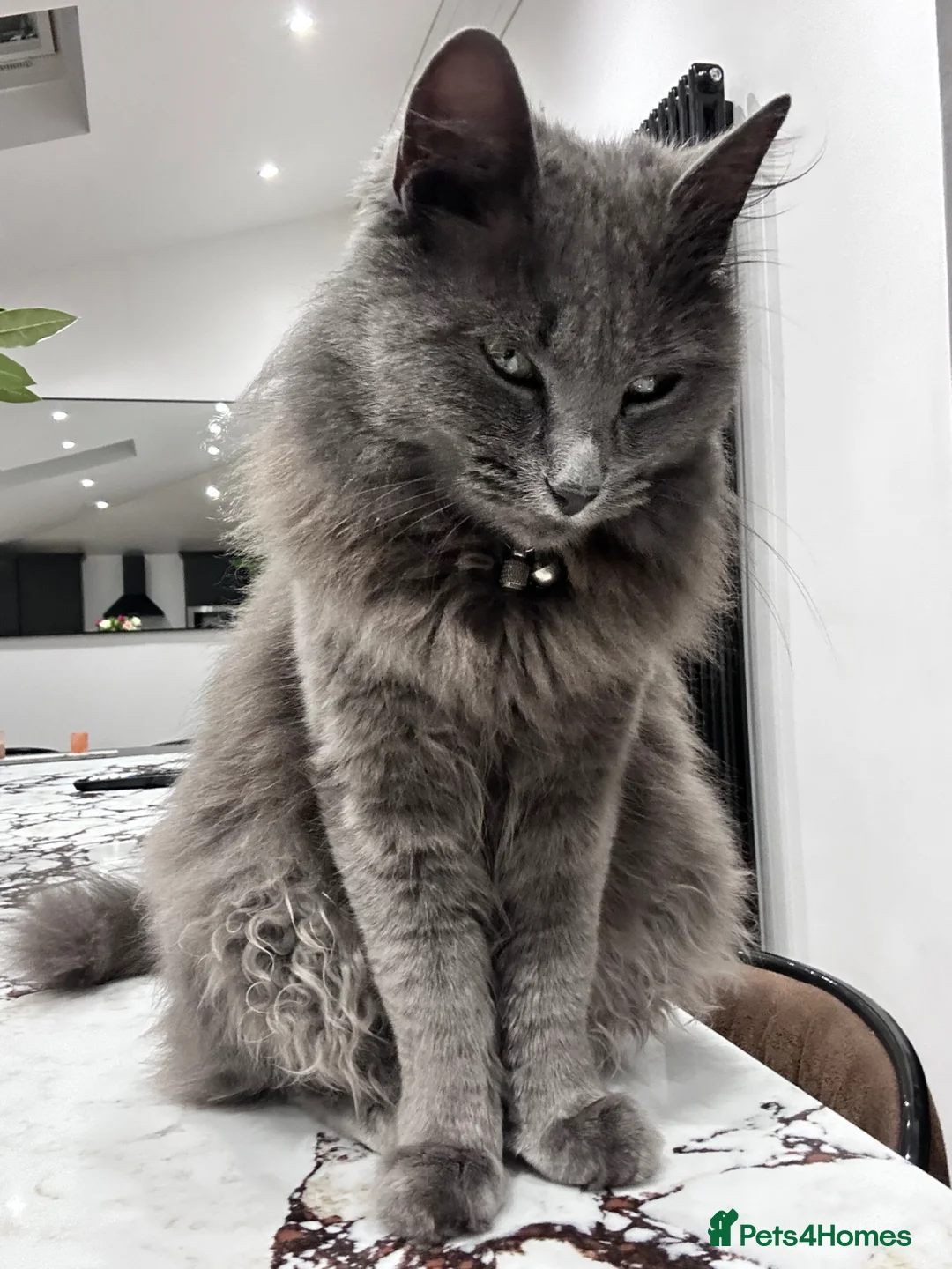 Turkish Angora cats for sale: Blue Turkish Angora Female  - Advert 2