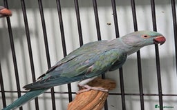 Ringnecks birds for sale: Beautiful Baby Ringnecks available now!!! - Image 9