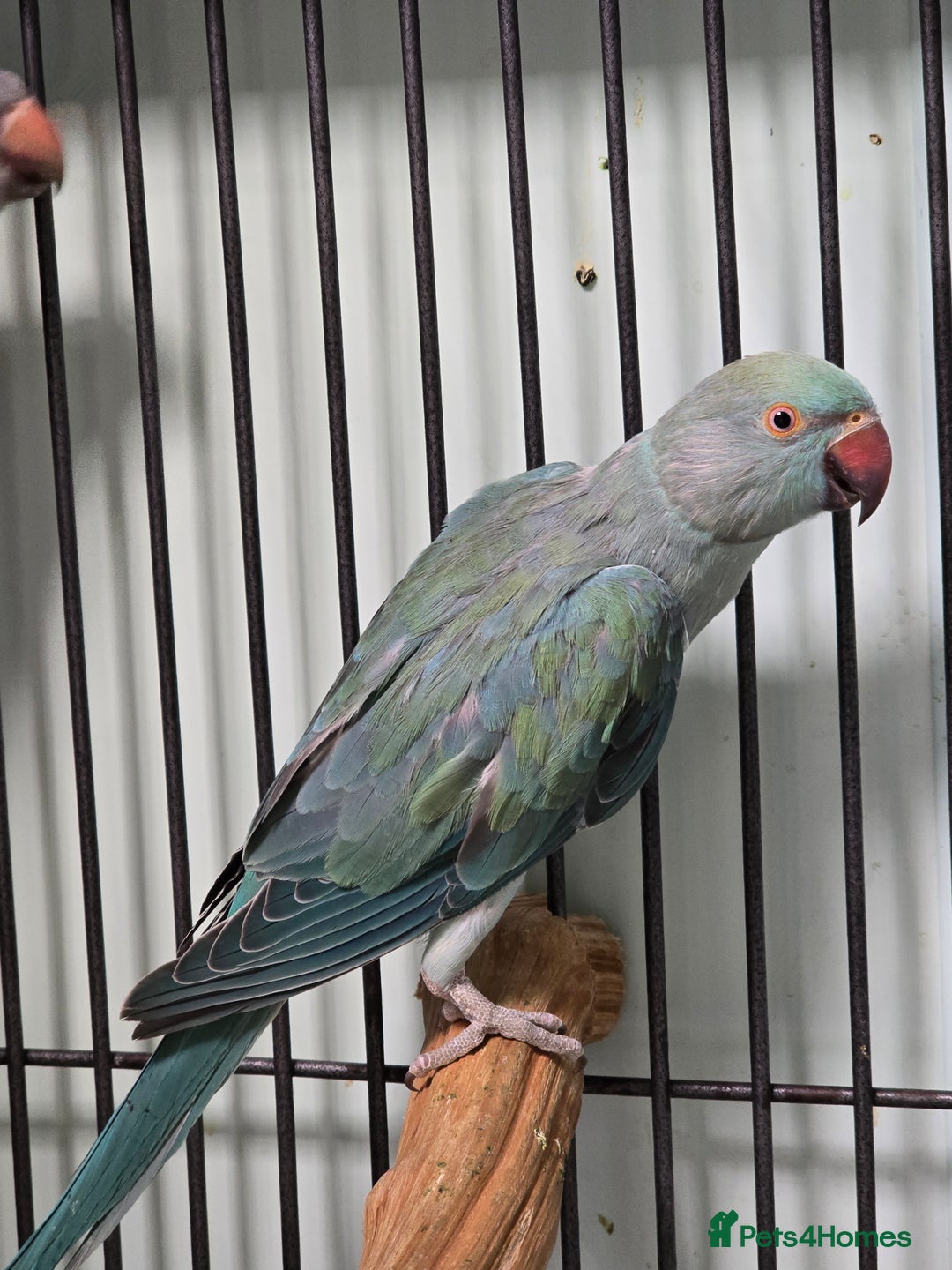 Ringnecks birds for sale: Beautiful Baby Ringnecks available now!!! - Image 9