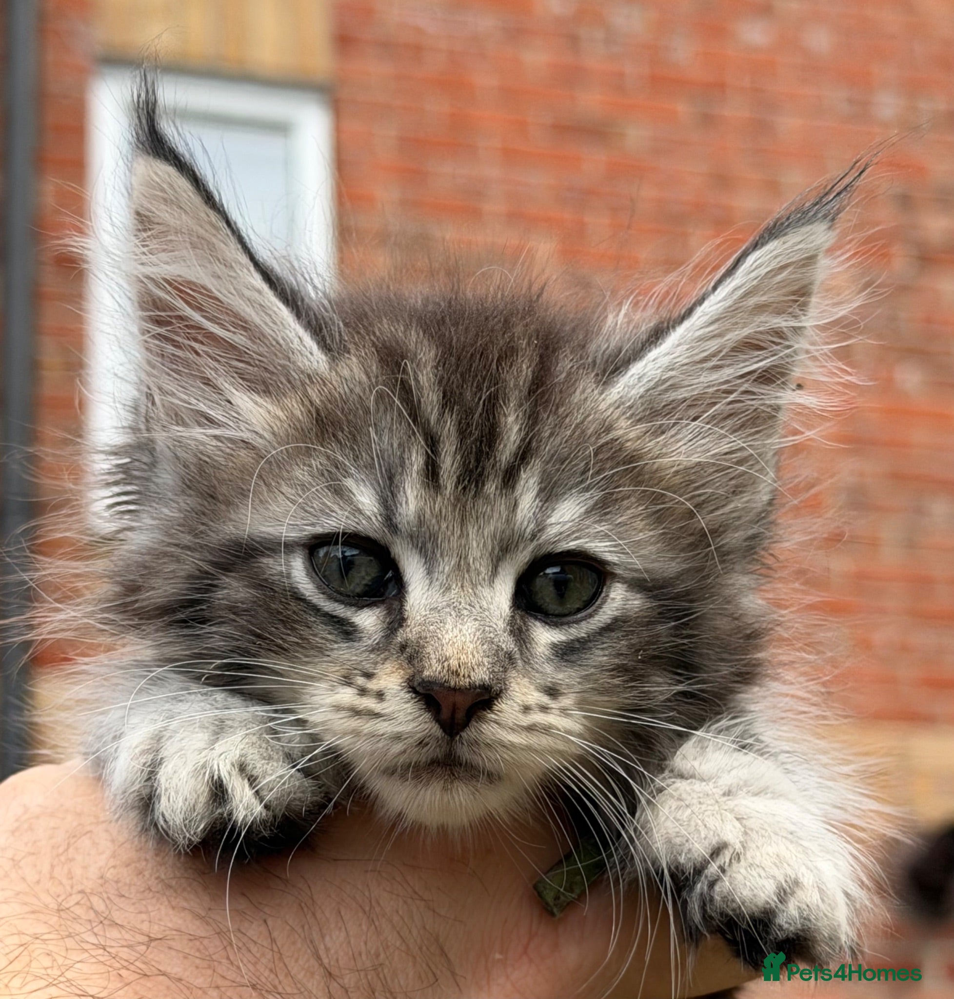 Maine Coon cats Silver mainecoon kittens - Advert 2
