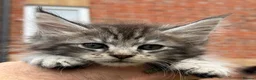 Maine Coon cats for sale: TICA active reg mainecoon kittens - Advert 4