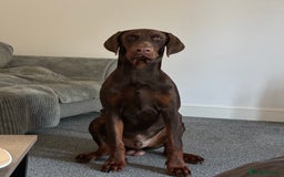Dobermann dogs for sale: Neo.  - Image 2
