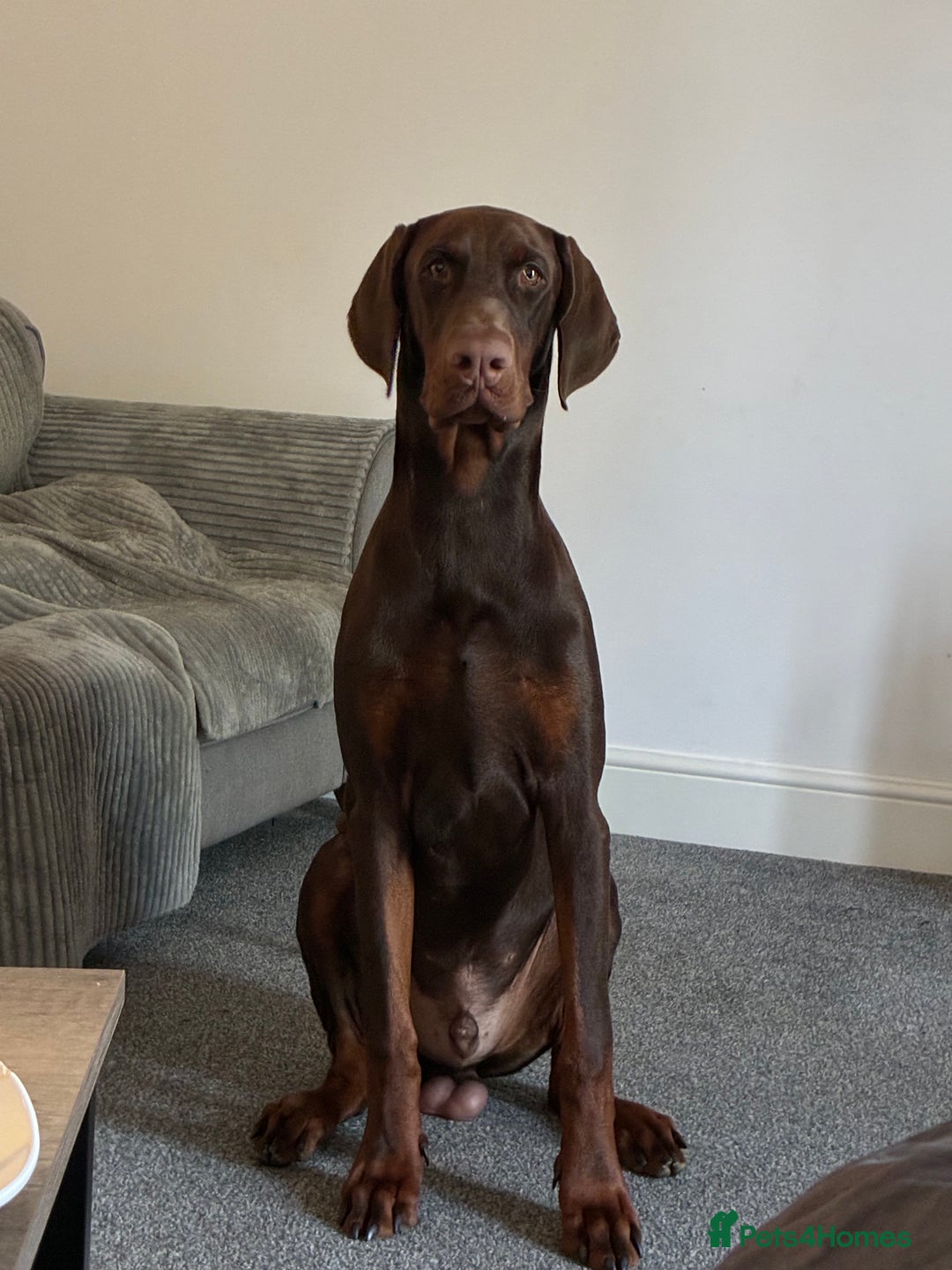 Dobermann dogs for sale: Neo.  - Image 2