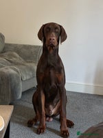 Dobermann dogs Neo. - Advert 1