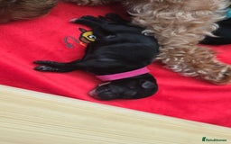 Cockapoo dogs for sale: American Cockapoo Puppies - Image 4