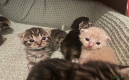 Munchkin cats for sale: Munchkin kittens for sale - Image 12