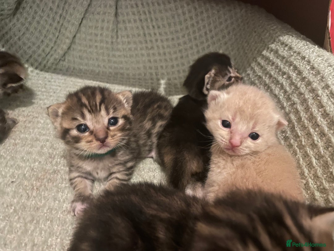 Munchkin cats for sale: Munchkin kittens for sale - Image 12