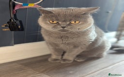 British Shorthair cats for sale: 2 British short hair cats for sale.  - Image 7