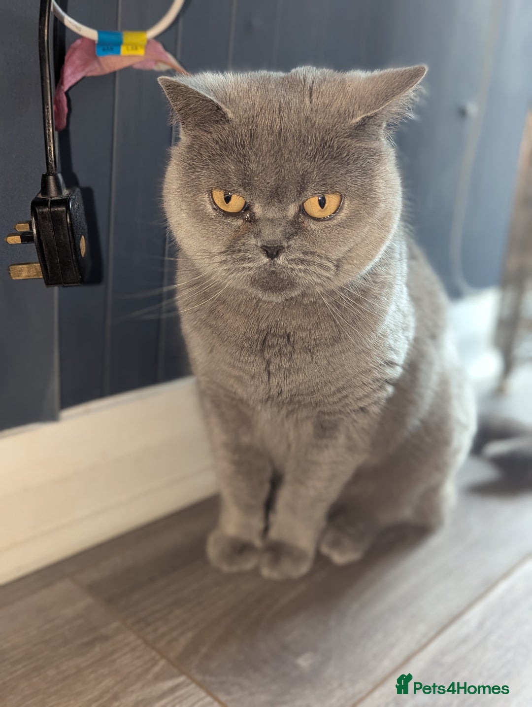 British Shorthair cats for sale: 2 British short hair cats for sale.  - Image 7