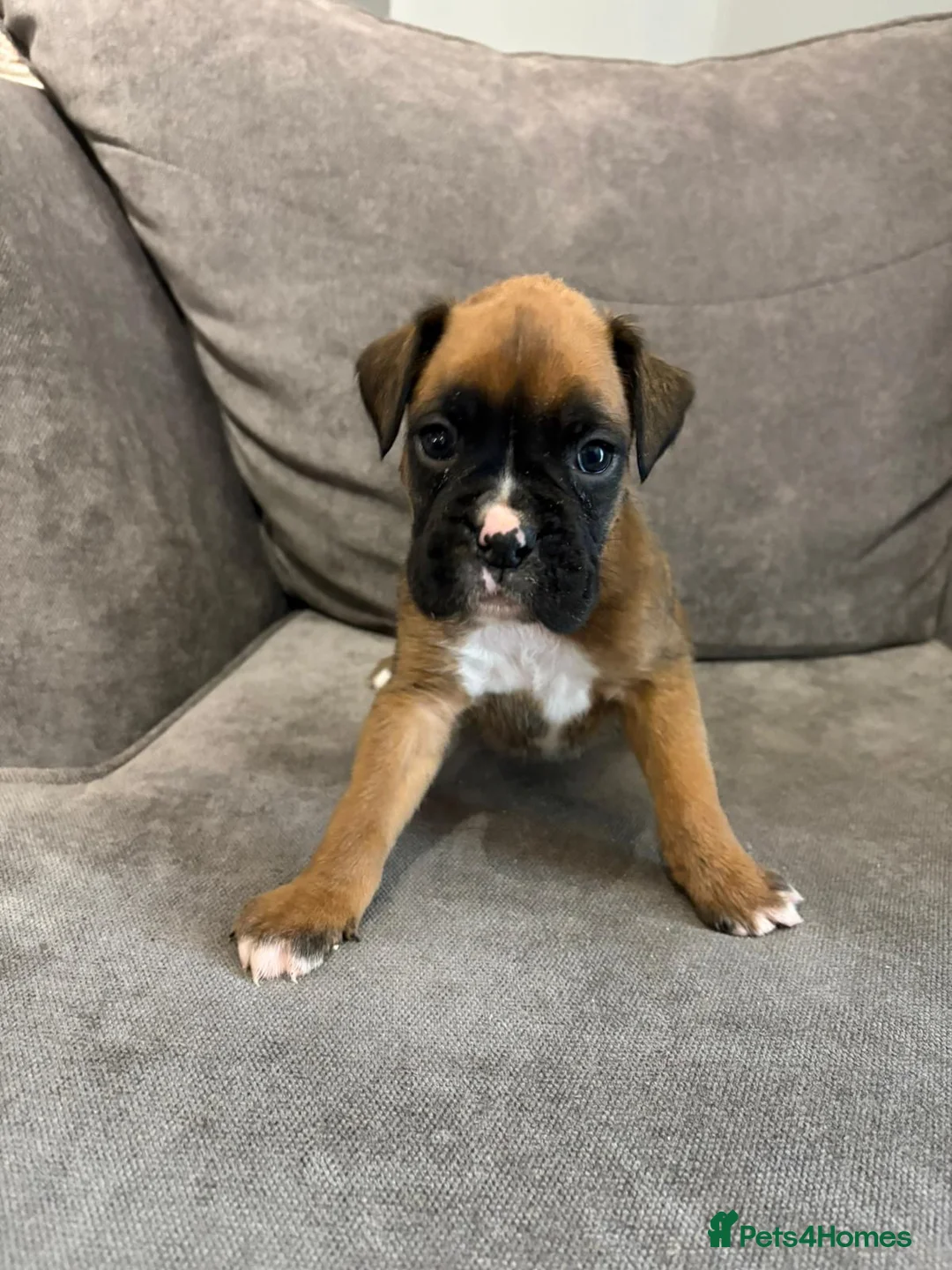 Boxer dogs for sale: Boxer puppies available to reserve  - Advert 6