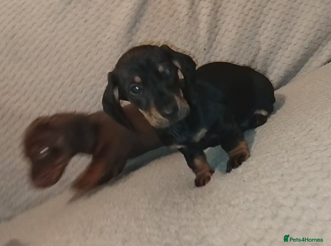 Dachshund dogs for sale: Dachshund puppies - Advert 17