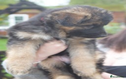 German Shepherd dogs for sale: Stunning long haired German shepherd puppies  - Image 1