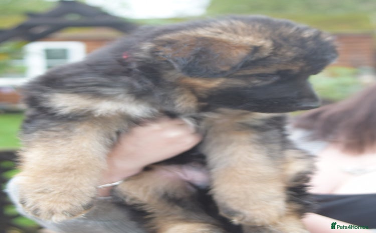 German Shepherd dogs - Advert 6