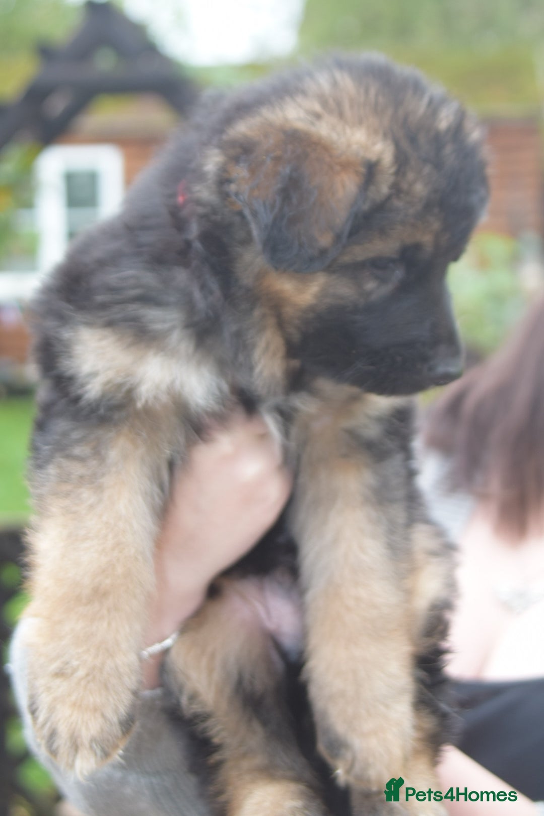 German Shepherd dogs for sale: Stunning long haired German shepherd puppies  - Image 1