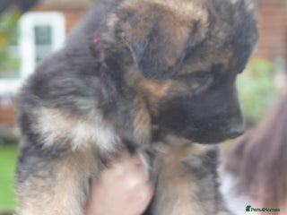 German Shepherd dogs - Advert 2