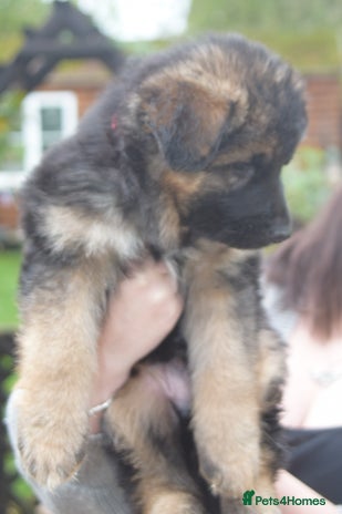 German Shepherd dogs - Advert 3