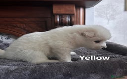 Samoyed dogs for sale: Samoyed Puppies — Ready to Reserve Now! - Image 10