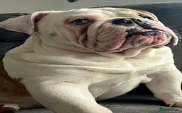 English Bulldog dogs for stud: British Bulldog Stud - First time available.  - Image 12