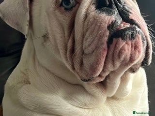 English Bulldog dogs British Bulldog Stud. - Advert 3