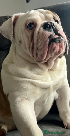 English Bulldog dogs British Bulldog Stud. - Advert 1