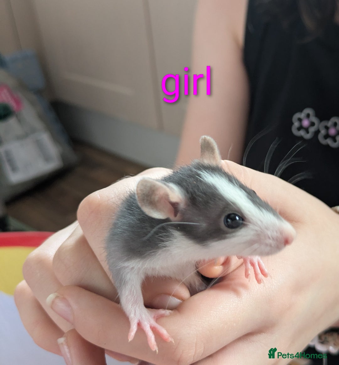 Rat rodents for sale: Dumbo rats - Image 2