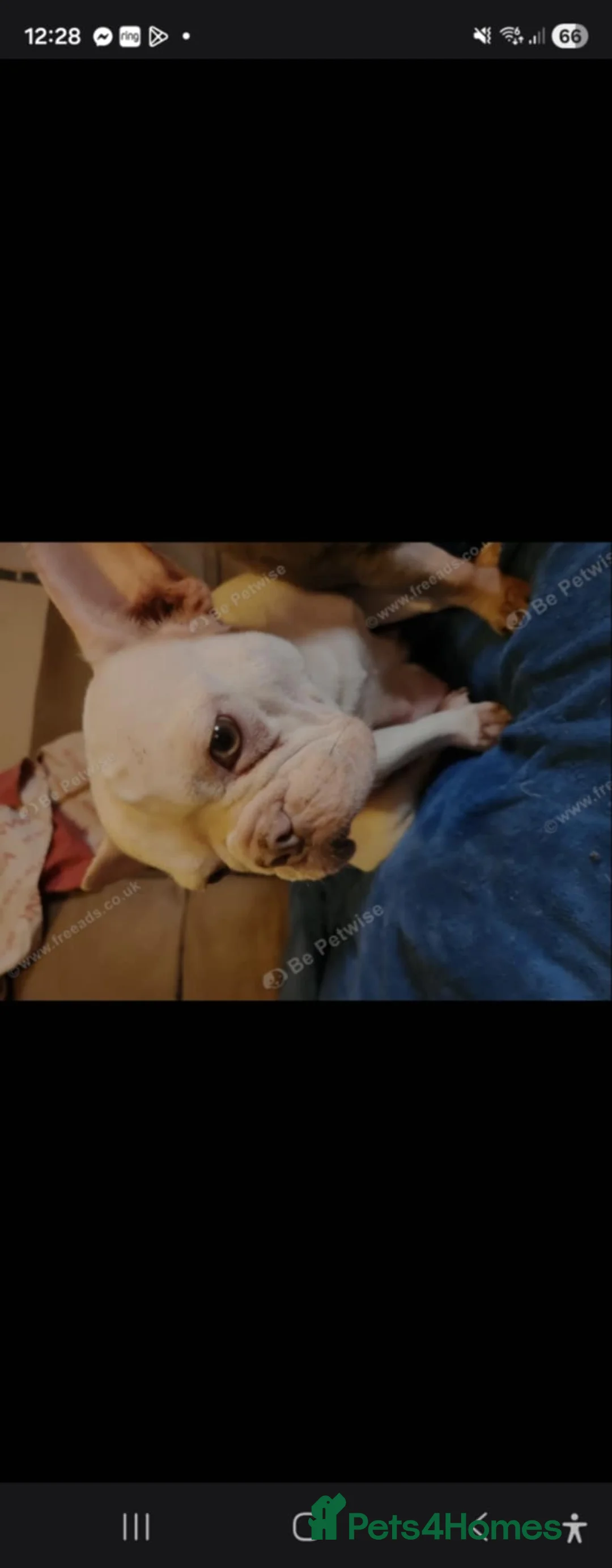 French Bulldog dogs for sale: 7 week old french bulldog puppies - Advert 1