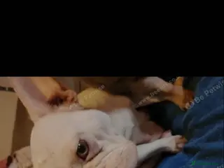 French Bulldog dogs 7 week old french bulldog puppies - Advert 2