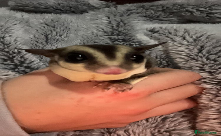 Sugar Glider rodents - Advert 1