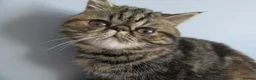 Exotic cats for sale:  Beautiful Exotic female kittens - Advert 9