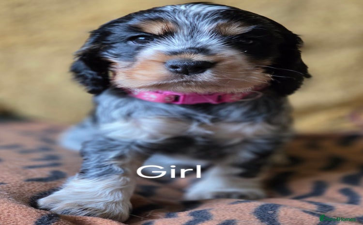 Cocker Spaniel dogs - Advert 10