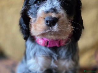 Cocker Spaniel dogs - Advert 8