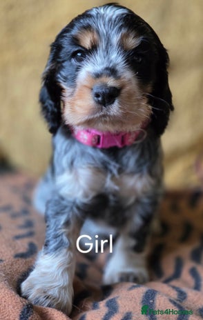 Cocker Spaniel dogs - Advert 10