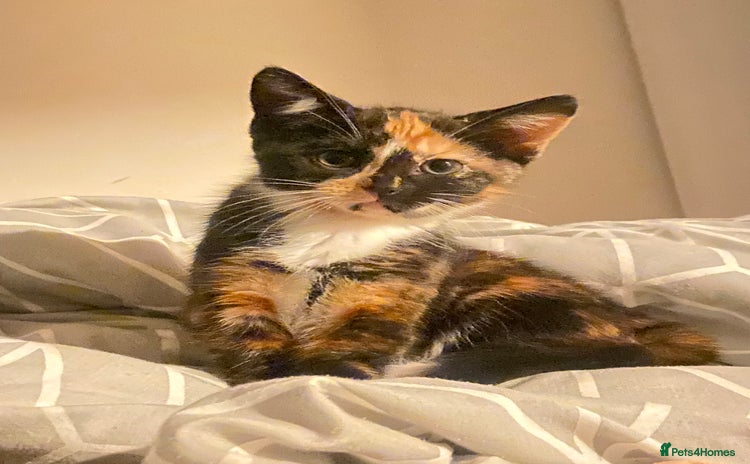 Mixed Breed cats - Advert 7
