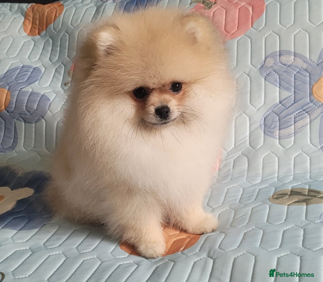 Pomeranian dogs for sale: XXS🐶KC REG🐾Pomeranian Puppies for sale🐶 in Brentwood - Image 4