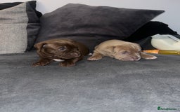 Mixed Breed dogs for sale: Pocket bully X Presa canario puppies - Image 3
