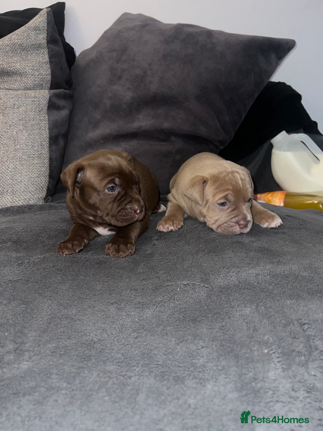 Mixed Breed dogs for sale: Pocket bully X Presa canario puppies - Image 3