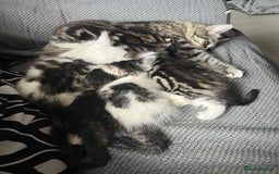 Mixed Breed cats for sale: Bengal/Maine Coone cross - Image 6