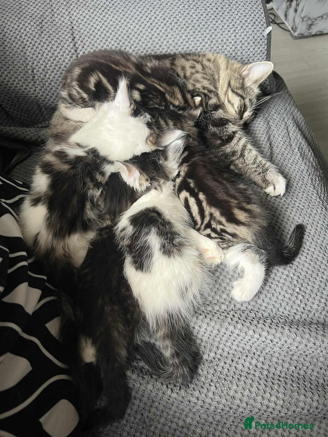 Mixed Breed cats for sale: Bengal/Maine Coone cross - Image 6
