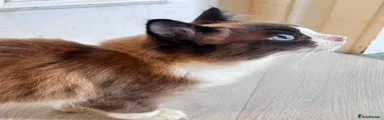 Ragdoll 1