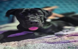 Cane Corso dogs for sale: 16 month old corso bitch - Image 10