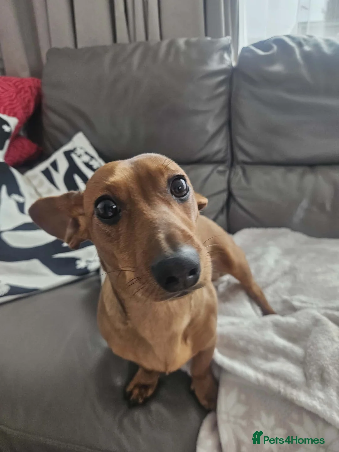 Mixed Breed dogs for sale: I am Frankie, I am 8 months old  - Advert 2